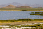 وزارت جهاد نسبت به جایگزینی محصولات آب بر در دریاچه ارومیه اقدام کند
