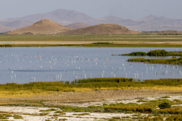 وزارت جهاد نسبت به جایگزینی محصولات آب بر در دریاچه ارومیه اقدام کند