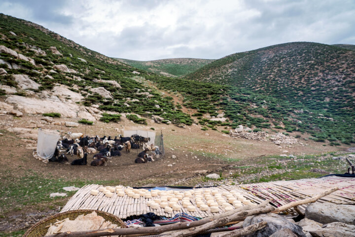 عشایر استان مرکزی سهمیه پنج هزار راسی از طرح تولید قراردادی گوشت قرمز دارد