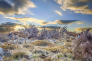 Biodiversity at Iran's Bamou National Park