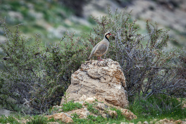 تنوع زیستی در پارک ملی بمو شیراز