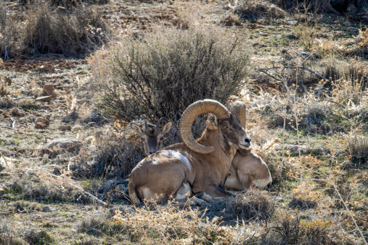 سهم قرقبانها از تعرفه شکار و صید اتباع خارجی چقدر است ؟