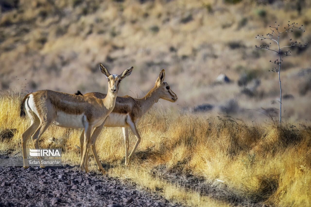 سهم قرقبانها از تعرفه شکار و صید اتباع خارجی چقدر است ؟ سهم قرقبانها از تعرفه شکار و صید اتباع خارجی چقدر است ؟