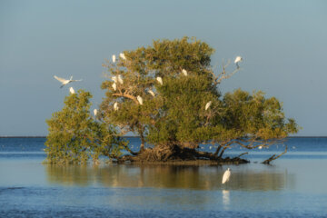 تک درخت تالاب بین المللی آذین که پرندگان آنجا استراحت می کنند
