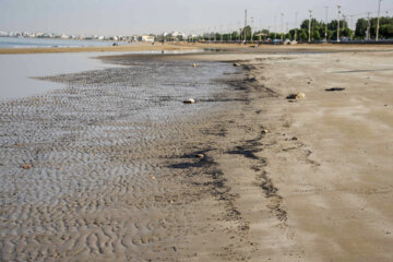لکه‌های نفتی مجدد در ساحل گناوه نمایان شد
