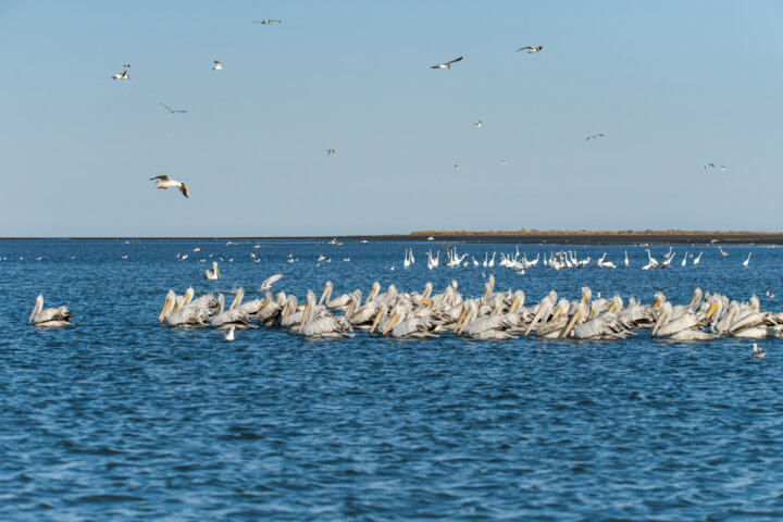 فرود پرندگان مهاجر بر زیستگاه های آبی لرستان