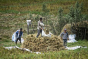 سرشماری کشاورزی با شناسایی ۲۹۴ هزار بهره بردار در مازندران پایان یافت