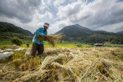 تسهیلات کشاورزان یزدی خسارت دیده از بلایای طبیعی امهال می‌شود