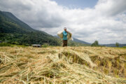 قیمت برنج در گیلان با توجه به هزینه بالای تولید واقعی نیست