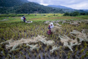 آب و هوای گیلان تا چهارشنبه برای برداشت برنج مساعد است
