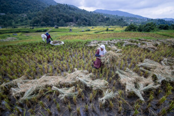 Cosecha de arroz en Mazandarán 