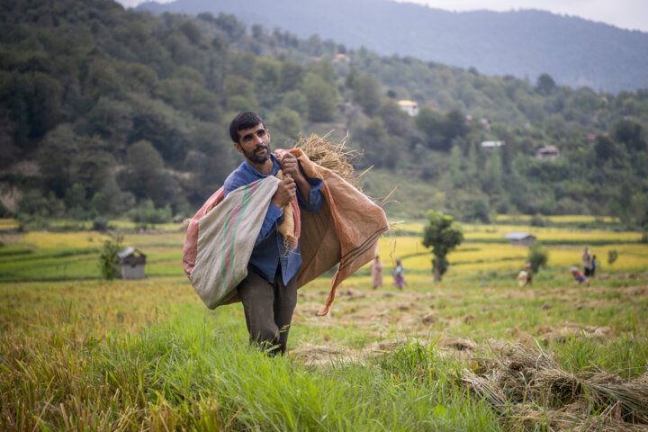 تداوم ثبات قیمت برنج در شالیکوبی‌های مازندران