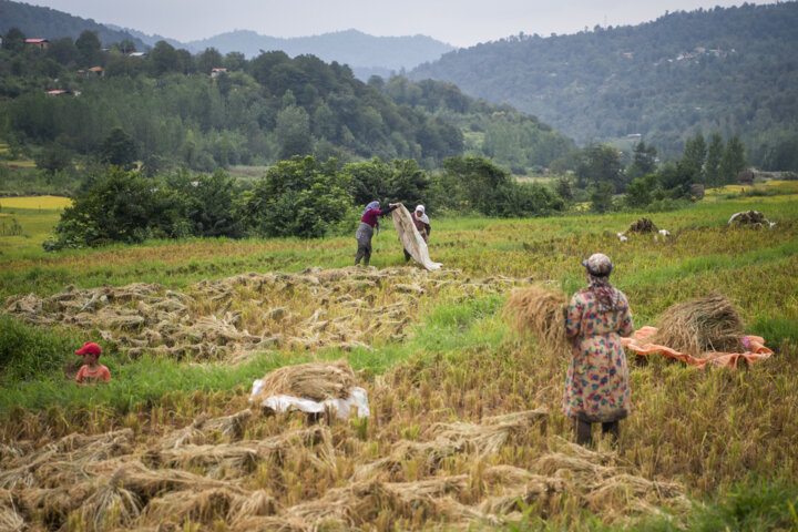 شالیکاران مازندران از بذرپاشی خزانه برنج خود داری کنند