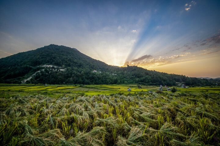 خزانه‌گیری برنج در شالیزارهای مازندران آغاز شد