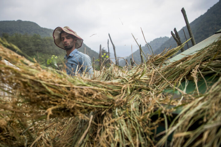 خودکفایی کشور در تولید برنج با بهکارگیری ارقام پرمحصول