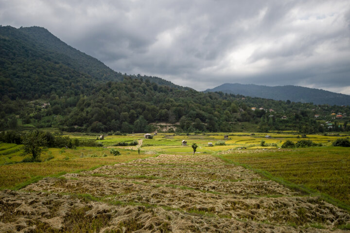 کم بارشی و کاهش پرورش گلهای اردک در شالیزارهای مازندران