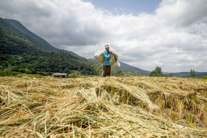 دولت برای خروج بازار برنج مازندران از رکود مصمم است