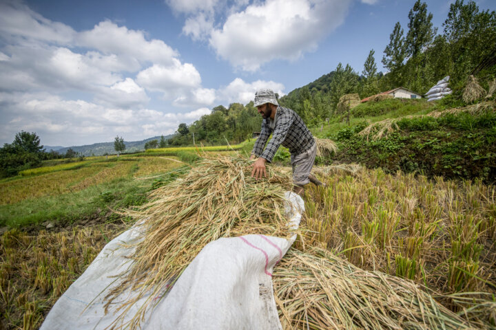 مزایای تنش خشکی به شالیزار