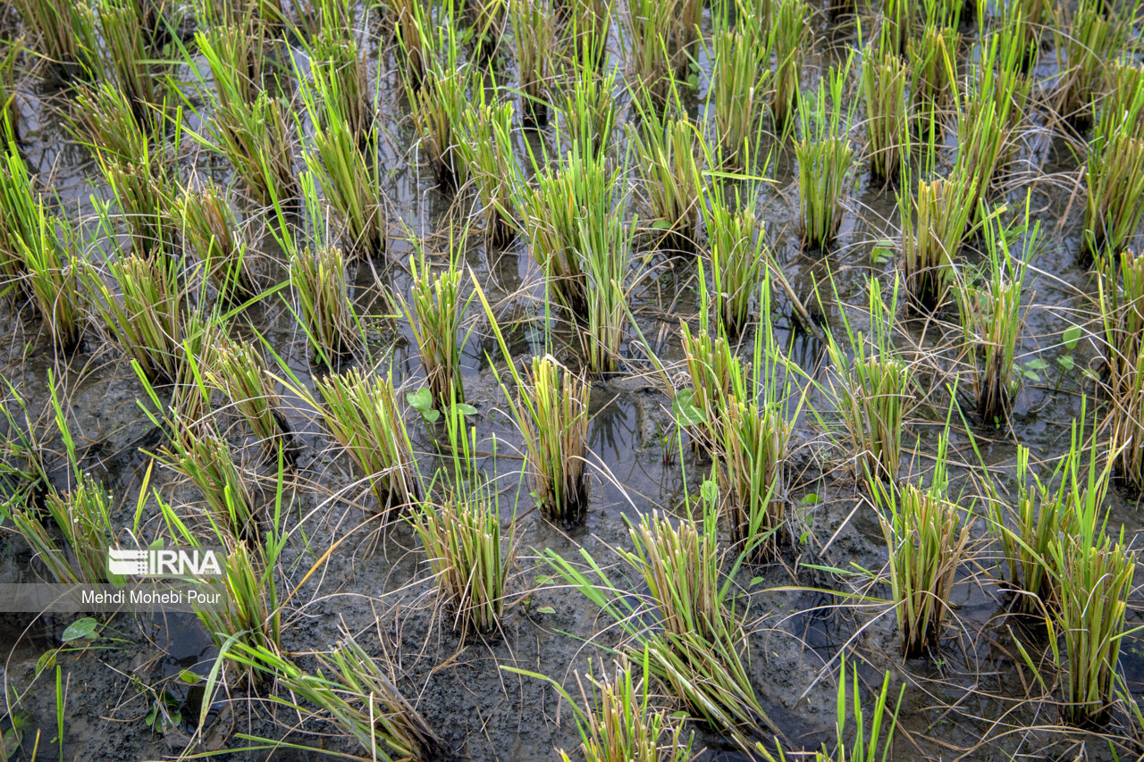 Persian Rice Field IRNA English - Harvesting rice from northern Iran's paddy fields