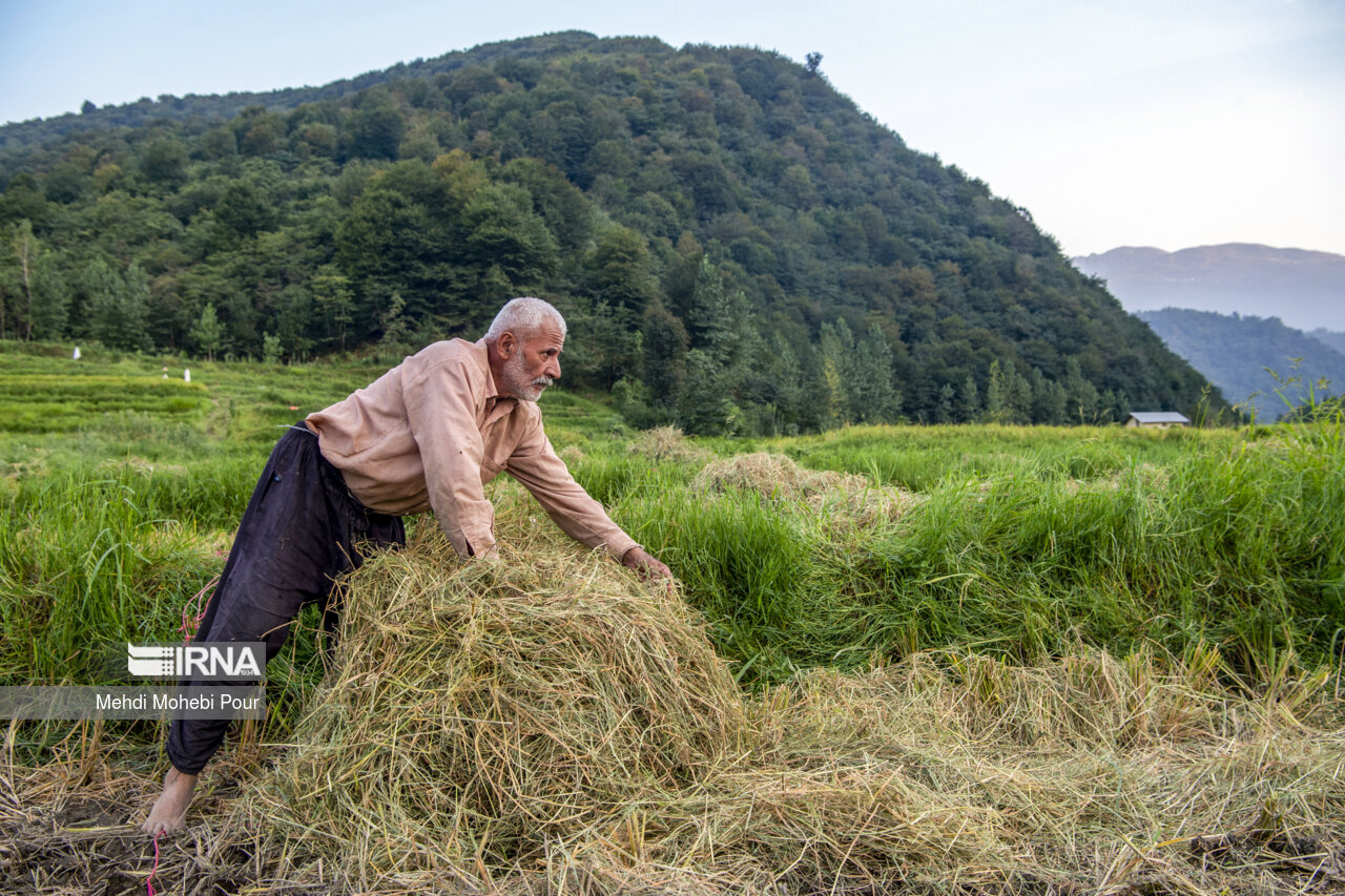 Persian Rice Field IRNA English - Harvesting rice from northern Iran's paddy fields