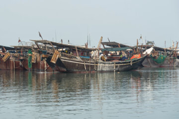 Venta de camarones frescos en Bushehr