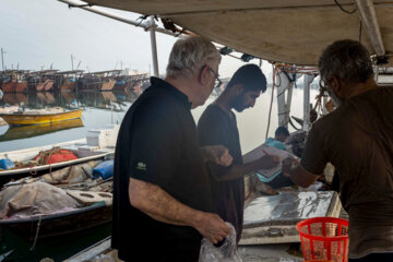 Venta de camarones frescos en Bushehr