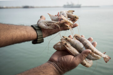 Vente directe des crevettes roses sur les quais de Buchehr. De la mer à l'assiette...