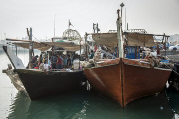 Venta de camarones frescos en Bushehr