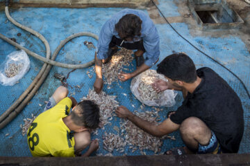 Vente directe des crevettes roses sur les quais de Buchehr. De la mer à l'assiette...