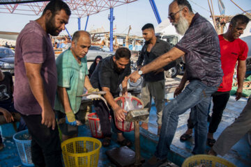 Venta de camarones frescos en Bushehr