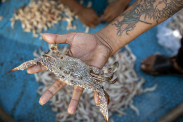 Venta de camarones frescos en Bushehr