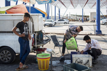 Venta de camarones frescos en Bushehr