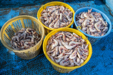 Vente directe des crevettes roses sur les quais de Buchehr. De la mer à l'assiette...