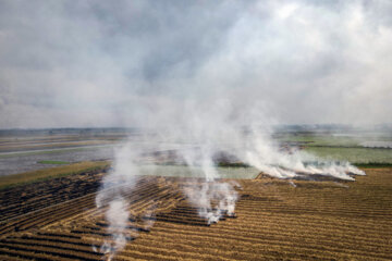 آتش زدن کاه، مرگ تدریجی شالیزارها