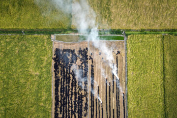 آتش زدن کاه، مرگ تدریجی شالیزارها