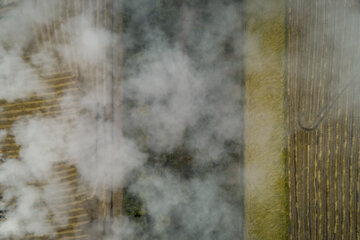 آتش زدن کاه، مرگ تدریجی شالیزارها