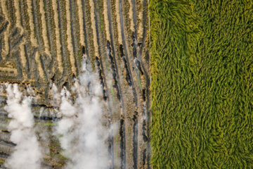 آتش زدن کاه، مرگ تدریجی شالیزارها