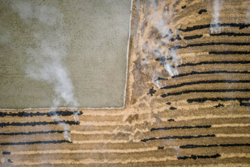 آتش زدن کاه، مرگ تدریجی شالیزارها