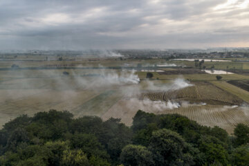 آتش زدن کاه، مرگ تدریجی شالیزارها