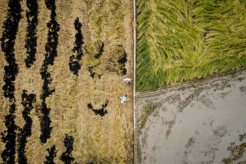 آتش زدن کاه، مرگ تدریجی شالیزارها