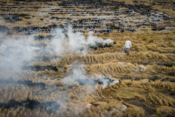 آتش زدن کاه، مرگ تدریجی شالیزارها