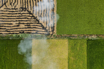 آتش زدن کاه، مرگ تدریجی شالیزارها