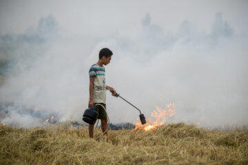 آتش زدن کاه، مرگ تدریجی شالیزارها
