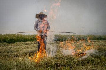 آتش زدن کاه، مرگ تدریجی شالیزارها