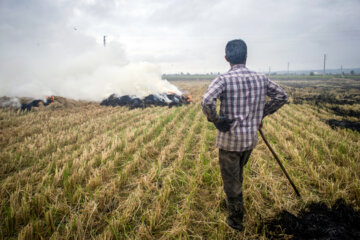 آتش زدن کاه، مرگ تدریجی شالیزارها