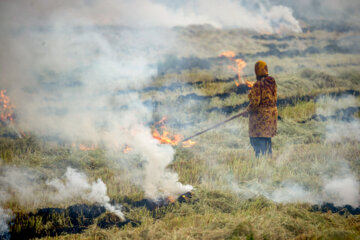 آتش زدن کاه، مرگ تدریجی شالیزارها