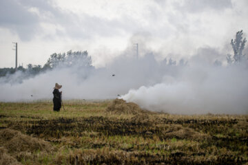 آتش زدن کاه، مرگ تدریجی شالیزارها