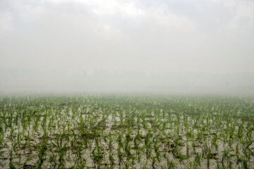 آتش زدن کاه، مرگ تدریجی شالیزارها