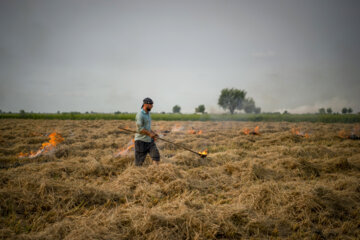 آتش زدن کاه، مرگ تدریجی شالیزارها
