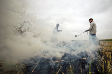 آتش زدن کاه، مرگ تدریجی شالیزارها
